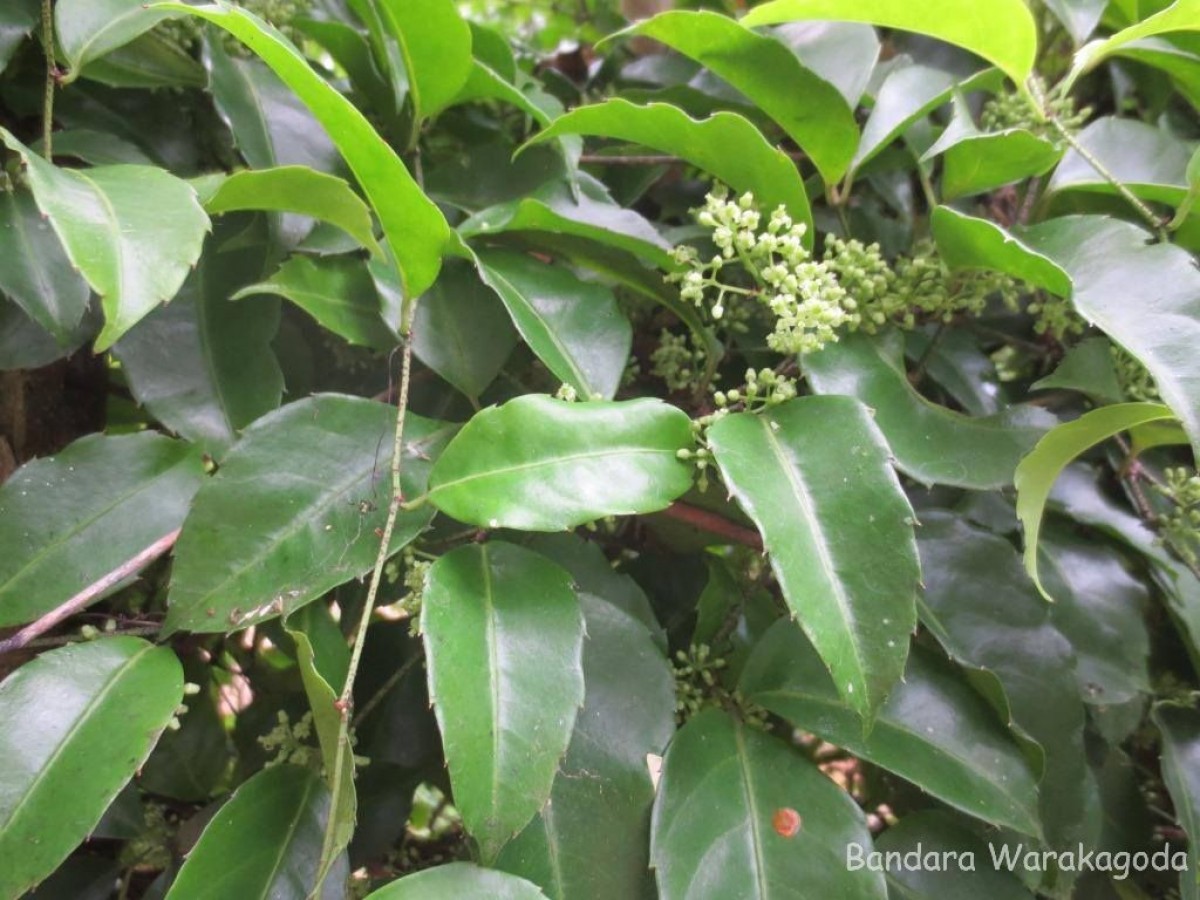 Tetrastigma nilagiricum (Miq.) B.V.Shetty